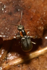 Axinotarsus pulicarius