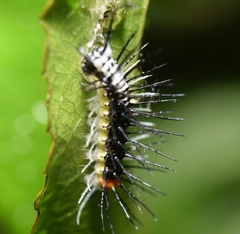 Eueides isabella eva