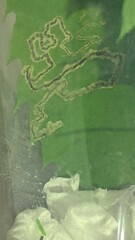 Stigmella castaneaefoliella