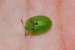 Cassida rubiginosa