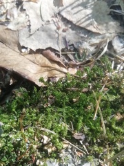 Plagiomnium undulatum