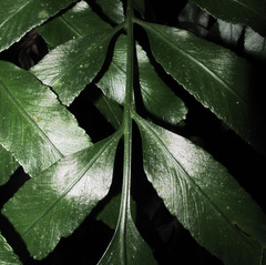 Asplenium oligophyllum