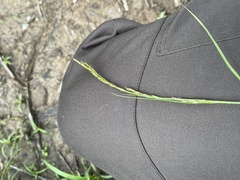 Carex bostrychostigma