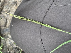 Carex bostrychostigma