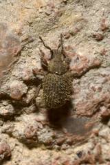 Cathormiocerus aristatus