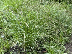Carex bostrychostigma