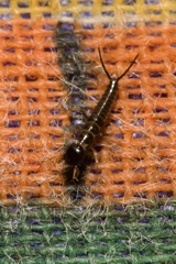 Nebriinae