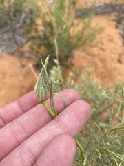 Gnorimoschema octomaculella