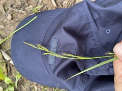 Carex bostrychostigma