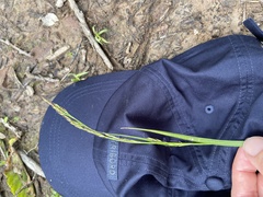 Carex bostrychostigma