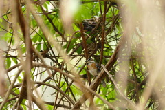 Cercotrichas quadrivirgata