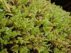 Hypnum dieckii