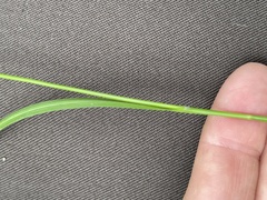 Carex bostrychostigma
