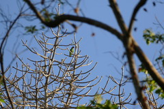 Poicephalus cryptoxanthus