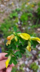 Chamaecytisus supinus