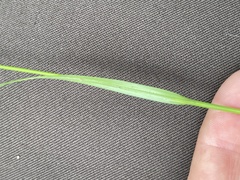 Carex bostrychostigma