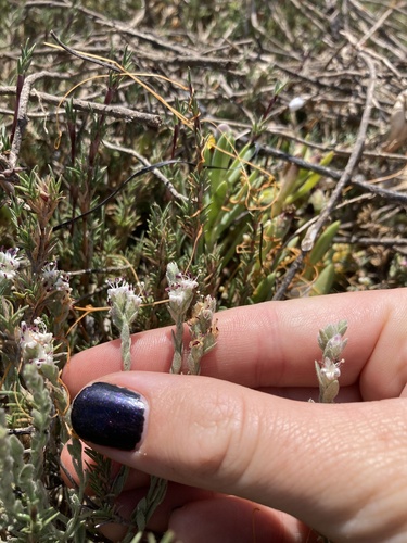 iNaturalist observation photo of Alkali Weed