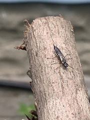 Xiphydria maculata