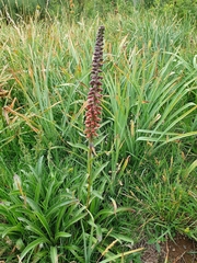 Digitalis parviflora