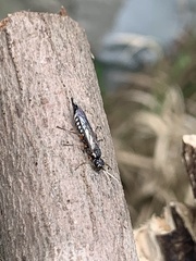 Xiphydria maculata