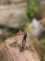 Xiphydria maculata