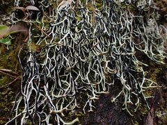 Hypogymnia duplicata