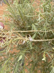 Gnorimoschema octomaculella