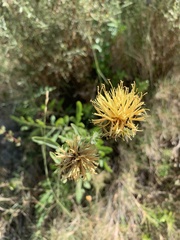 Centaurea collina serratulifolia