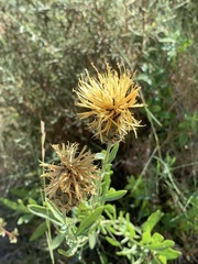 Centaurea collina serratulifolia