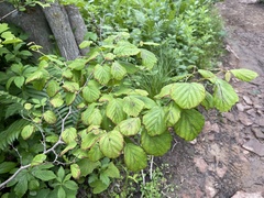 Corylus sieboldiana mandshurica
