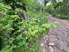 Corylus sieboldiana mandshurica