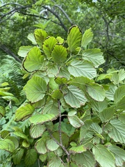 Corylus sieboldiana mandshurica