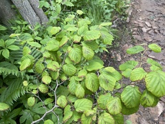 Corylus sieboldiana mandshurica