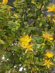 Hypericum hircinum