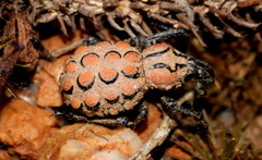 Brachycerus gemmiferus