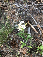 Collomia grandiflora
