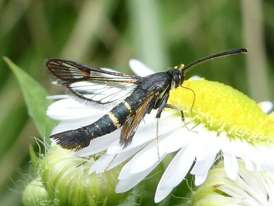 Helenis clearwing