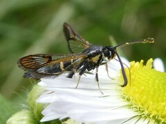 Synanthedon helenis