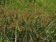 Cyperus setigerus