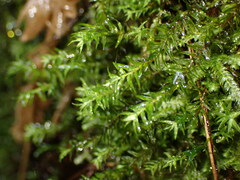 Bartramiopsis lescurii