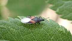 Oxycarenus lavaterae