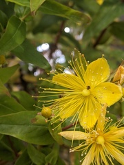 Hypericum hircinum