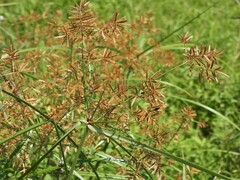 Cyperus setigerus