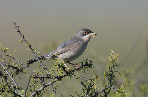 Ménétries's Warbler, Каякентский р-н, Респ. Дагестан, Россия, photo 7 of 10