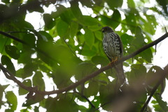 Accipiter minullus