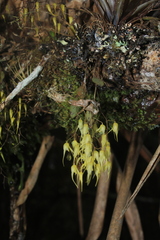 Trichosalpinx multicuspidata