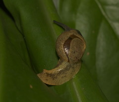 Megaustenia imperator