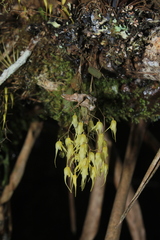 Trichosalpinx multicuspidata