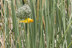 Ploceus bojeri