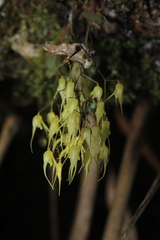 Trichosalpinx multicuspidata